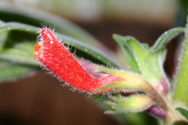 http://www.cloudjungle.com/CloudJungle/Gesneriaceae/Nematanthus/Nematanthus fissus flower1.jpg